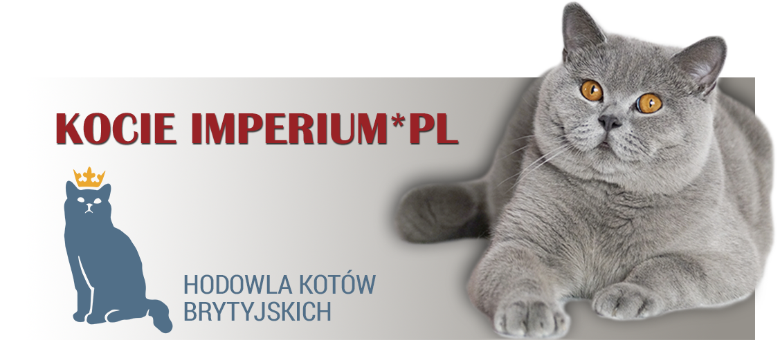 Hodowla Kotw Brytyjskich-Kocie Imperium*PL