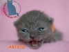 ANTOSZ